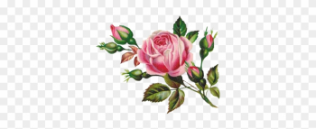 ~vintage Shabby Single Pink Rose With Rosebuds Waterslide - Eid Mubarak With Rose