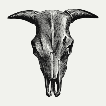Vintage sheep skull illustration Vintage sheep skull illustration