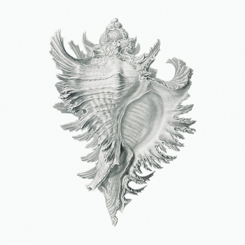 Vintage shell marine life illustration | Free public domain illustration - 2298004