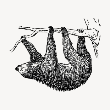 Vintage sloth, animal illustration vector. | Free Vector Illustration - rawpixel Vintage sloth, animal illustration vector. | Free Vector Illustration - rawpixel