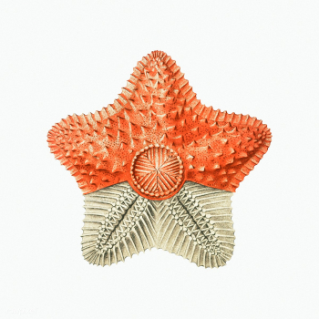 Vintage starfish marine life illustration | Free public domain illustration - 2276203