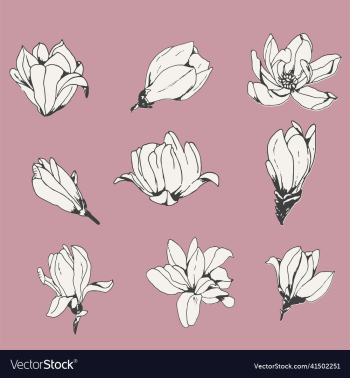 vintage styled magnolia flowers vintage styled magnolia flowers