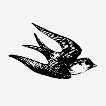 Vintage swallow bird, animal illustration. | Free Photo Illustration - rawpixel Vintage swallow bird, animal illustration. | Free Photo Illustration - rawpixel