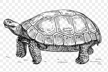 Vintage tortoise png, animal clipart, | Free PNG Illustration - rawpixel