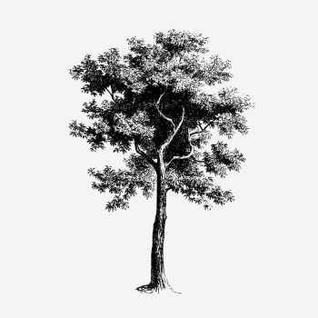 Vintage tree, botanical, nature illustration. | Free Photo Illustration - rawpixel