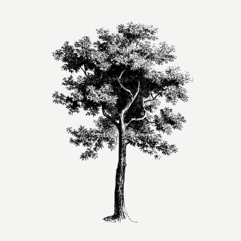 Vintage tree, botanical, nature illustration | Free PSD Illustration - rawpixel Vintage tree, botanical, nature illustration | Free PSD Illustration - rawpixel
