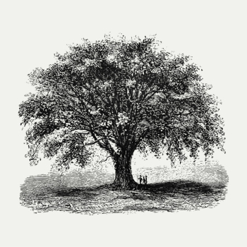 Vintage tree illustration Vintage tree illustration