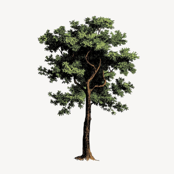 Vintage tree, nature, botanical illustration | Free Photo Illustration - rawpixel