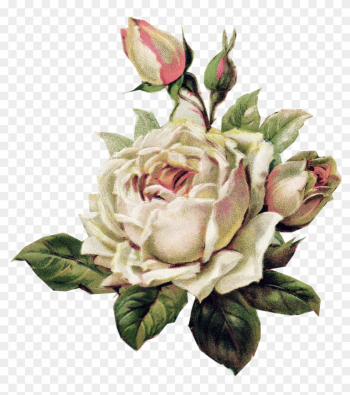 Vintage White Rose - Vintage White Rose Png Vintage White Rose - Vintage White Rose Png