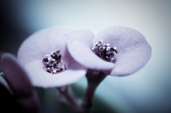 Violet flower Violet flower