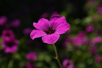 Violet Flower Violet Flower
