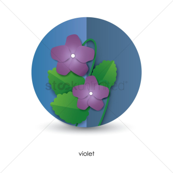 Violet flower Violet flower