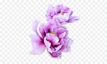 Violet, Flower, Purple PNG