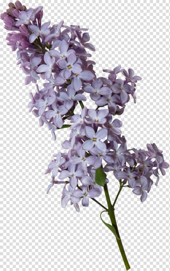 Violet Lilac , watercolor foliage transparent background PNG clipart Violet Lilac , watercolor foliage transparent background PNG clipart