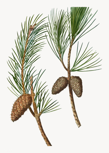 Virginia pine tree branch | Free stock vector - 568963 Virginia pine tree branch | Free stock vector - 568963