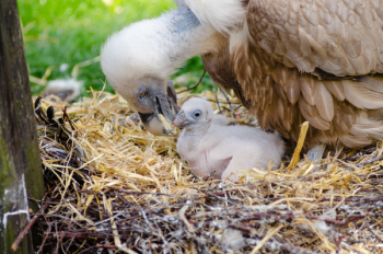 Vulture and Hatchling on Brown Nest Vulture and Hatchling on Brown Nest