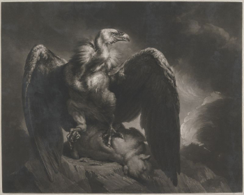 Vulture and Lamb | Free Photo - rawpixel Vulture and Lamb | Free Photo - rawpixel