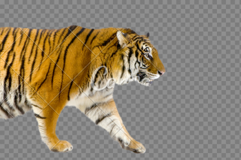 Walking Tiger PNG Image Walking Tiger PNG Image