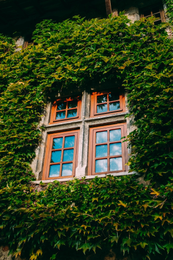 Wall Covered With Green Plant Wall Covered With Green Plant