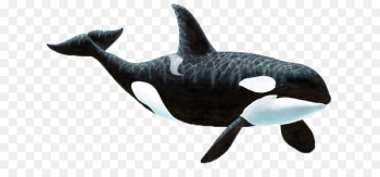 Wall decal Sticker Killer whale - whale Wall decal Sticker Killer whale - whale