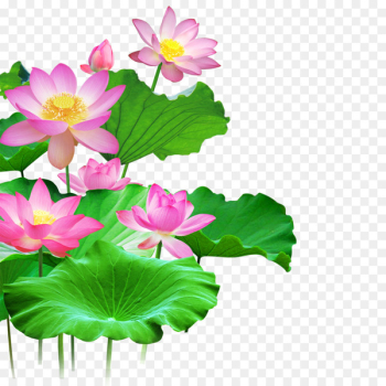 Wall Lotus Wallpaper - Lotus Wall Lotus Wallpaper - Lotus