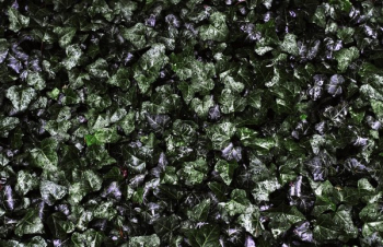 Wall Of Ivy Texture Wall Of Ivy Texture