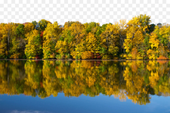 Wallpaper - Forest lake background Wallpaper - Forest lake background