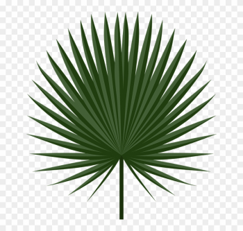 Wallpaper Interesting - Fan Palm Leaf Png