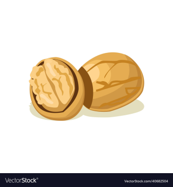 walnut fruit walnut fruit