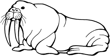 Walrus Clipart Free | Free download best Walrus Clipart Free on ...