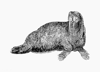 Walrus shade drawing | Free stock vector - 562281 Walrus shade drawing | Free stock vector - 562281