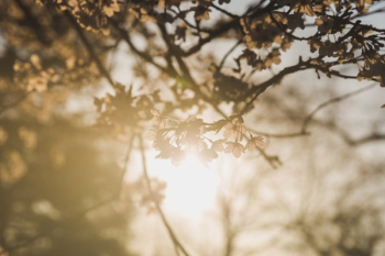 Warm Sunny Cherry Blossoms Warm Sunny Cherry Blossoms