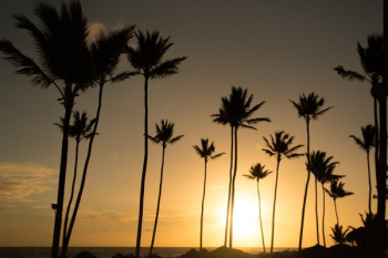 Warm Sunny Palmtrees Warm Sunny Palmtrees