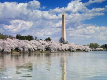 Washington Monument in spring. Original image.. | Free public domain photo - 433752