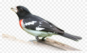 Watch Our Online Show To Learn More About Birds - Rose Breasted Grosbeak Png Watch Our Online Show To Learn More About Birds - Rose Breasted Grosbeak Png