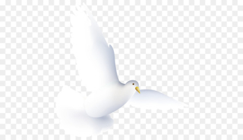 water bird pigeons and doves beak - Dove water bird pigeons and doves beak - Dove