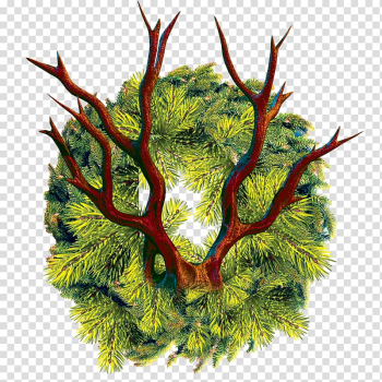 Water caltrop Eleocharis dulcis Wreath, water chestnut transparent background PNG clipart