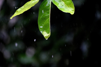 Water Dew on Green Leaves Close-up Photo Water Dew on Green Leaves Close-up Photo