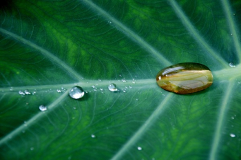 Water Drop on Green Leave Plant Water Drop on Green Leave Plant