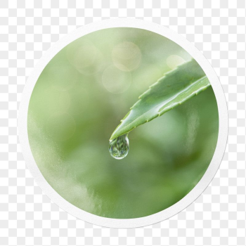 Water drop png leaf sticker, | Free PNG - rawpixel