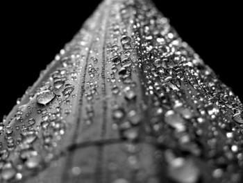 Water Droplets Macro Photograply Water Droplets Macro Photograply