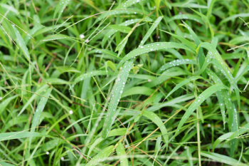Water Droplets on Green Grass Water Droplets on Green Grass