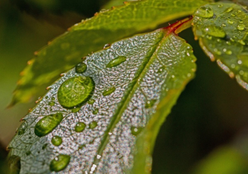 Water Droplets on Green Leaf Water Droplets on Green Leaf