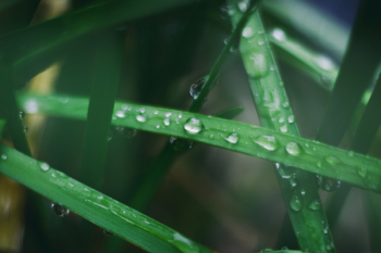 Water Droplets on Green Leaf Water Droplets on Green Leaf