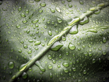 Water Droplets on Green Leaf Water Droplets on Green Leaf