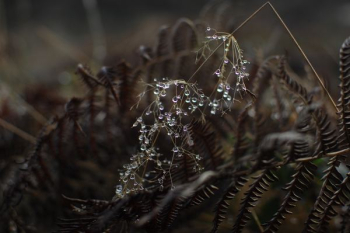 water droplets on plant macro photograpby water droplets on plant macro photograpby
