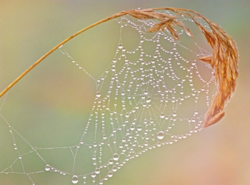 Water Droplets on Spiderweb Water Droplets on Spiderweb