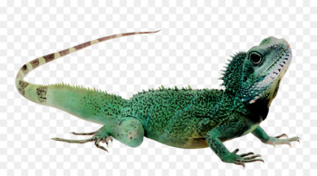Water Filter Reptile Drinking Fountains Water Dispensers - Water Filter Reptile Drinking Fountains Water Dispensers -