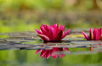 Water Lilies Water Lilies