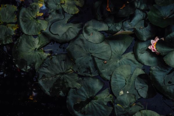water lilies water lilies